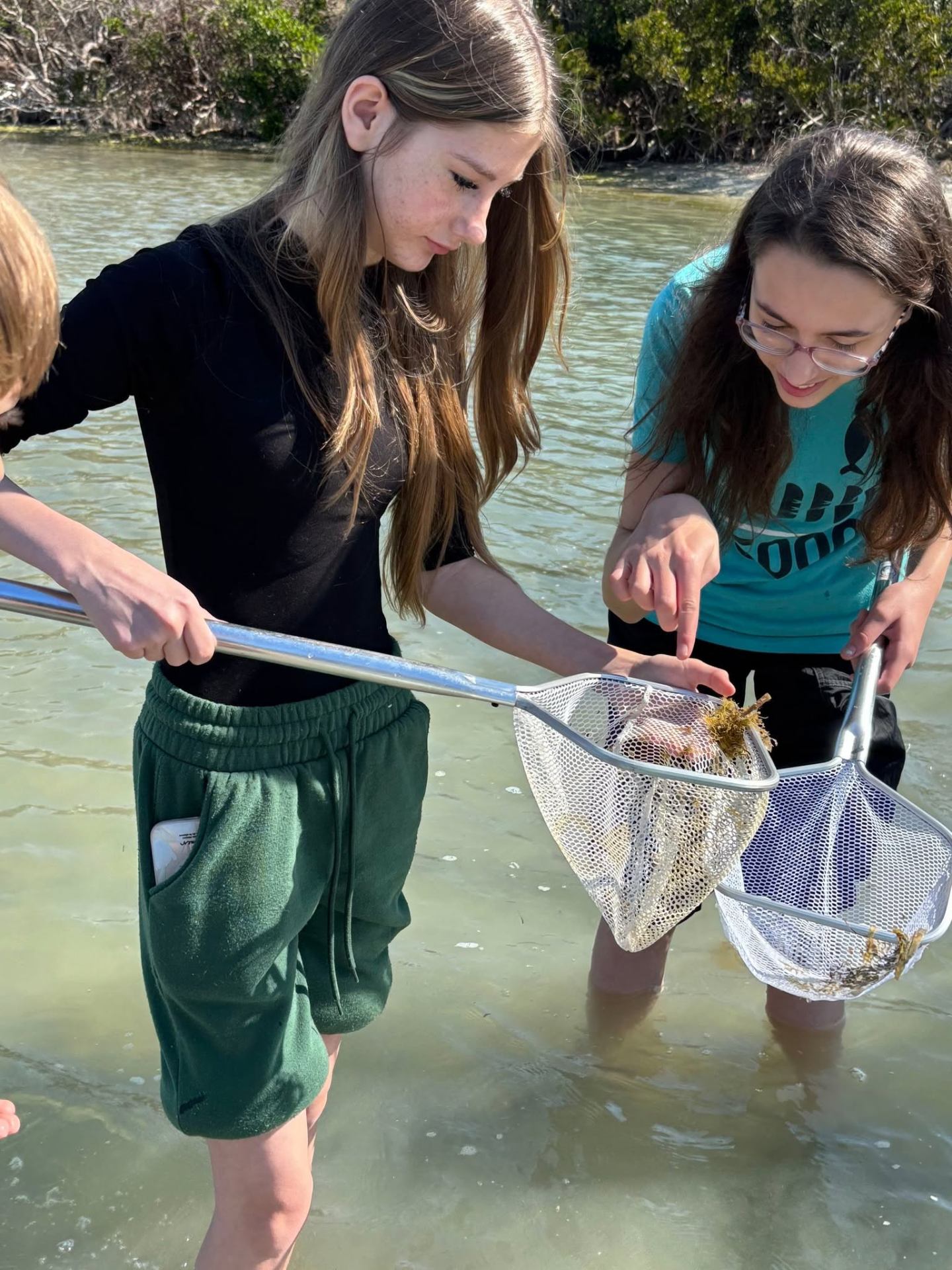 Students studying marine life with dip nets in a Florida estuary